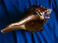 Horse Conch Seashell, 12-1/2" large